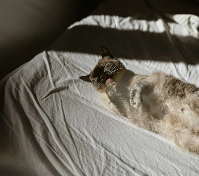 Bettlaken in 90 x 200 cm - die besten 6 im Vergleich