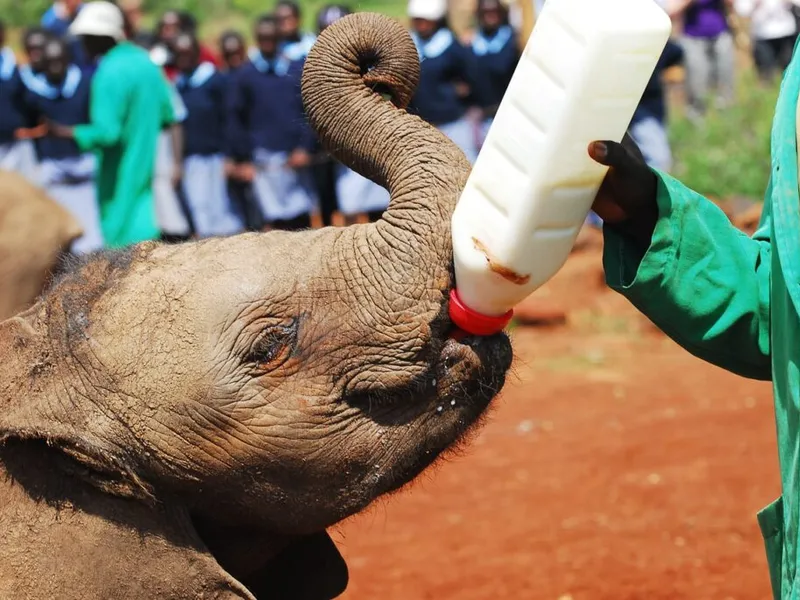 Freiwilligenarbeit in Tiere und Umwelt