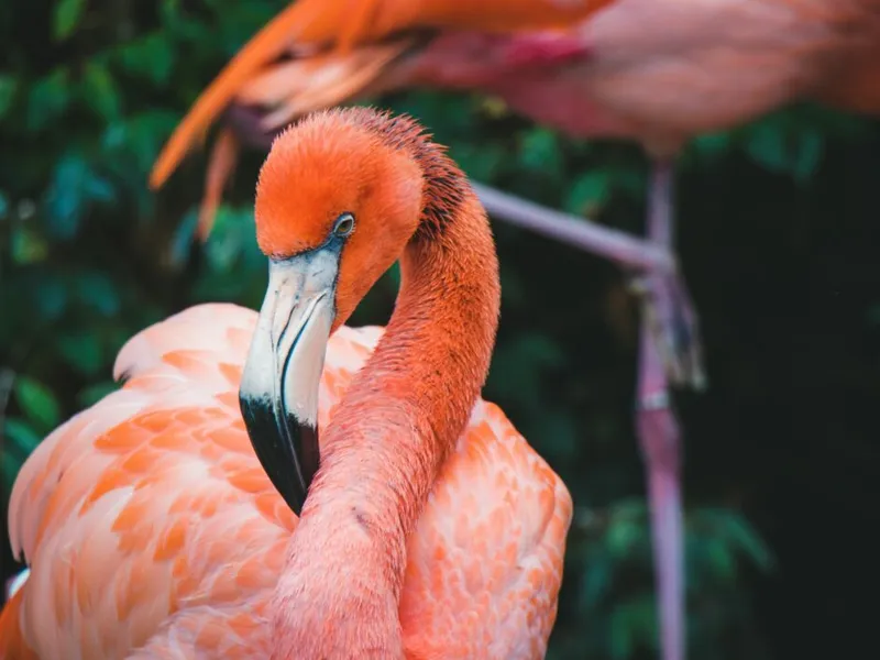 Flamingo-Bettwäsche - die besten 5 im Vergleich