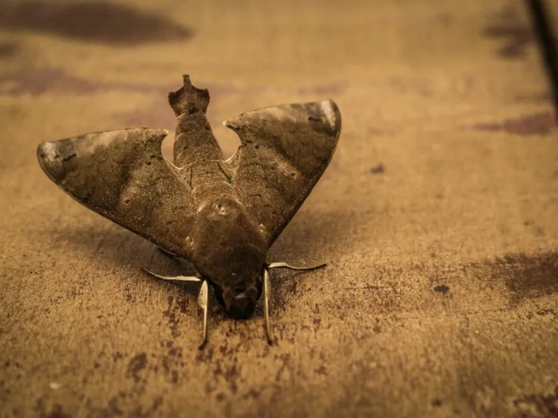 Mottenschutz für den Kleiderschrank - die besten 8 Mittel im Vergleich