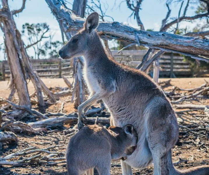 Freiwilligenarbeit in Australien