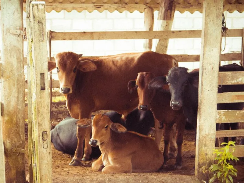 Farmarbeit in Irland