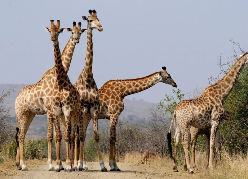 Freiwilligenarbeit in Nationalparks