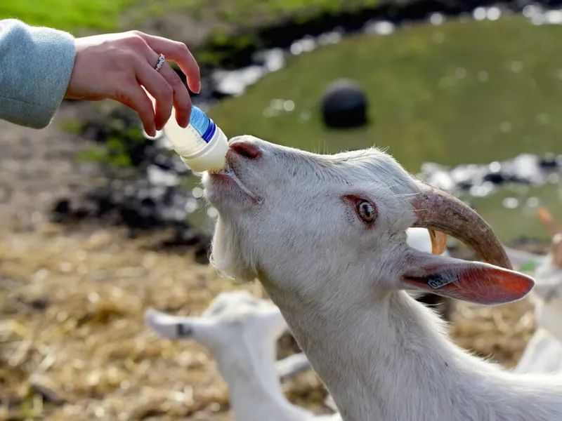 Farmarbeit im Ausland