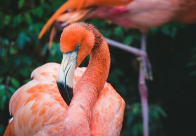 Flamingo Bettwäsche